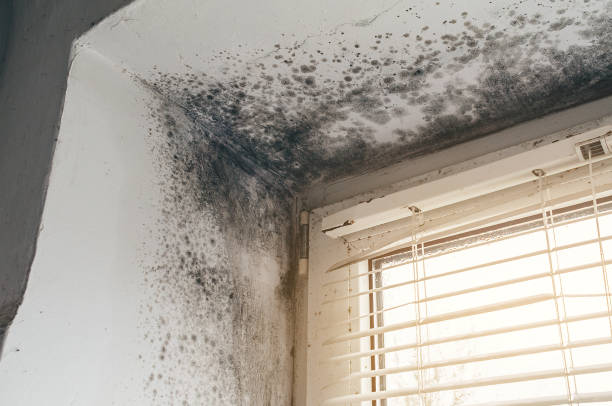 Affordable Mold Cleanup solutions in Boston, VA